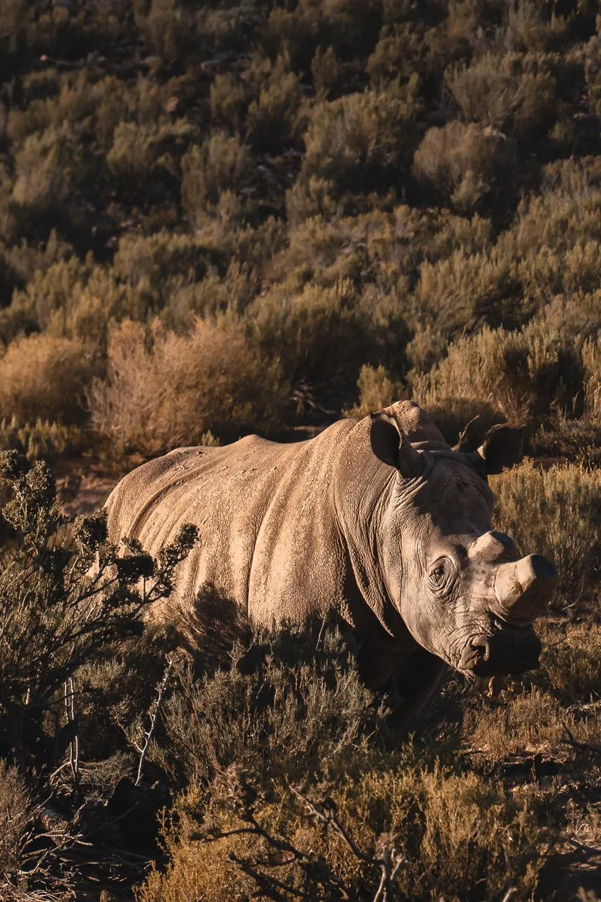 Gnu entre a vegetação durante o safári.