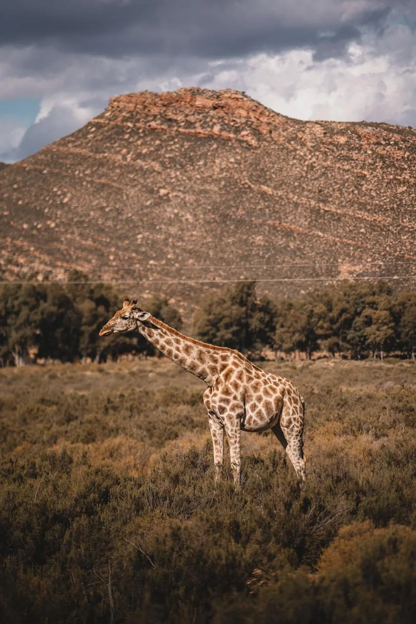 Girafa na paisagem do safári.