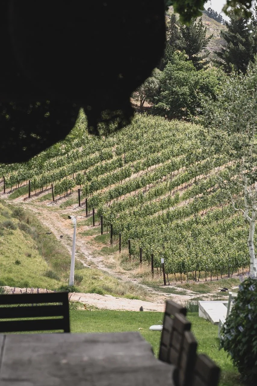 Vinhas e encosta vistas a partir de Mont Rochelle.