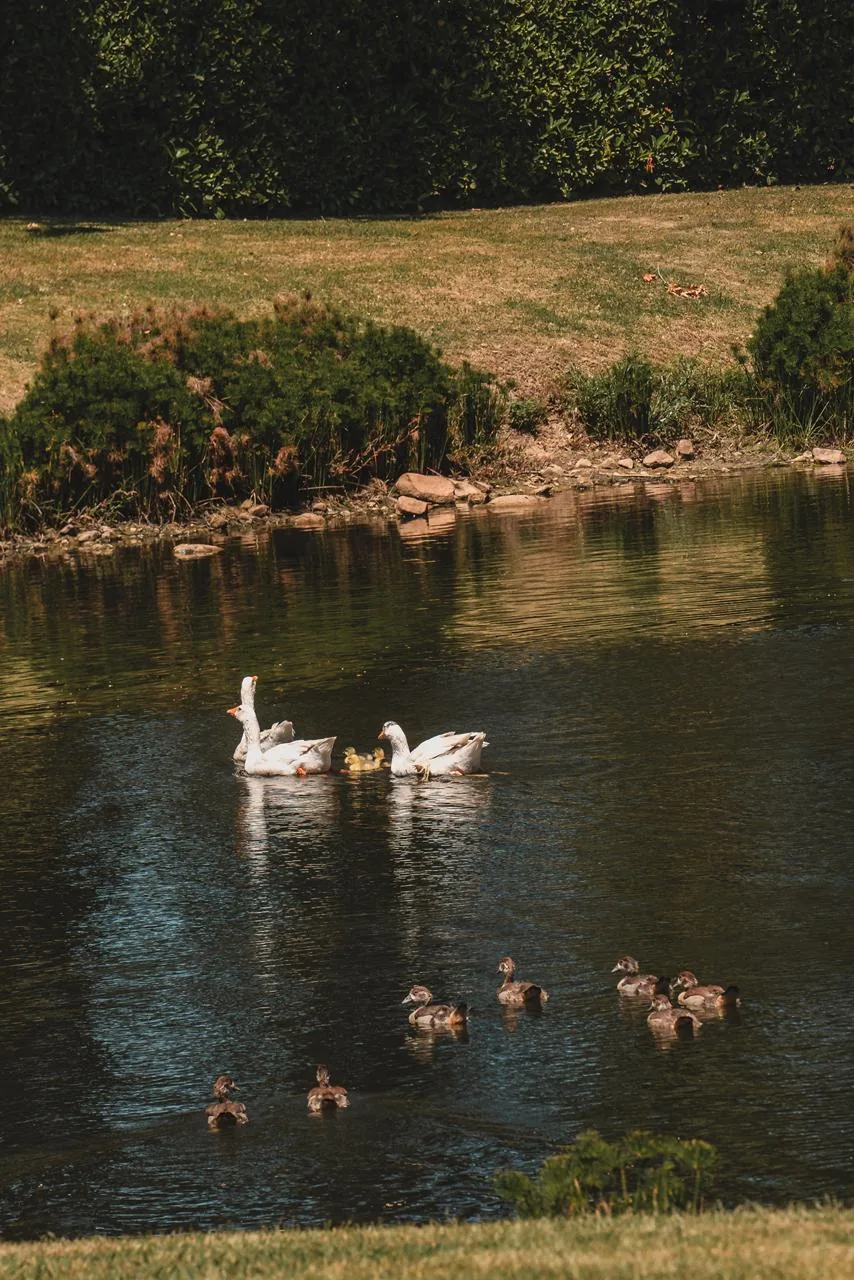Aves junto à água na propriedade de Waterford.