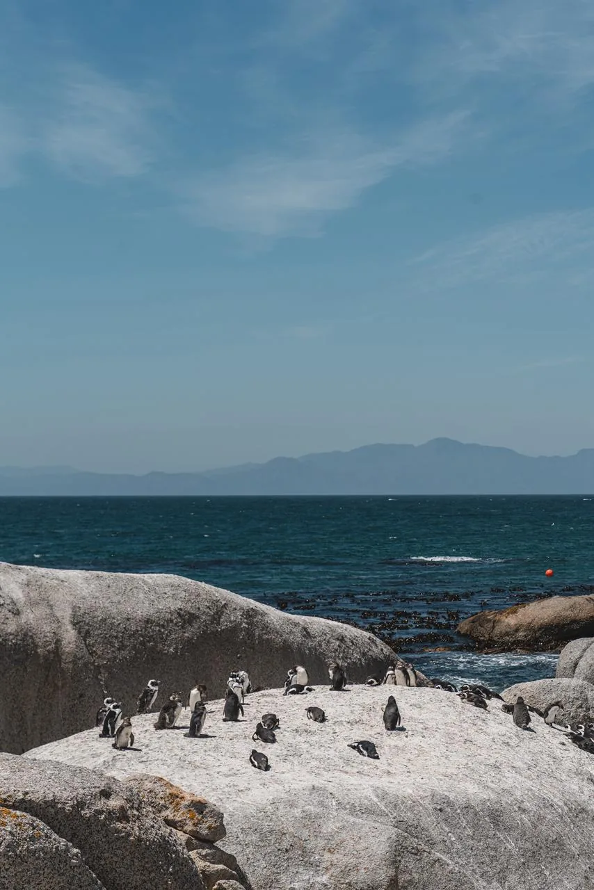 Pinguins na praia entre rochas e mar em Boulders.