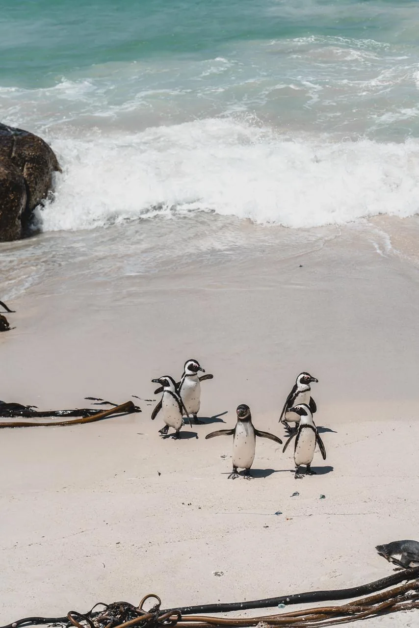 Pinguins à beira da água em Boulders.