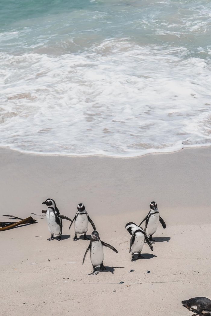 O grupo observa a costa e sua vida marinha com tempo e distância.